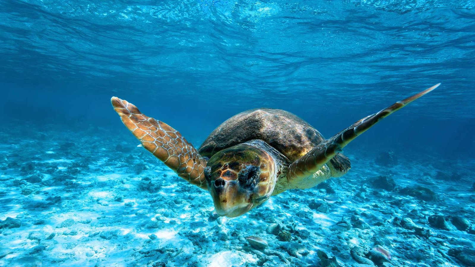Turtle Spotting, Turtle Island (Marathonisi) & Keri Caves 3 Hours Glass Bottom Boat
